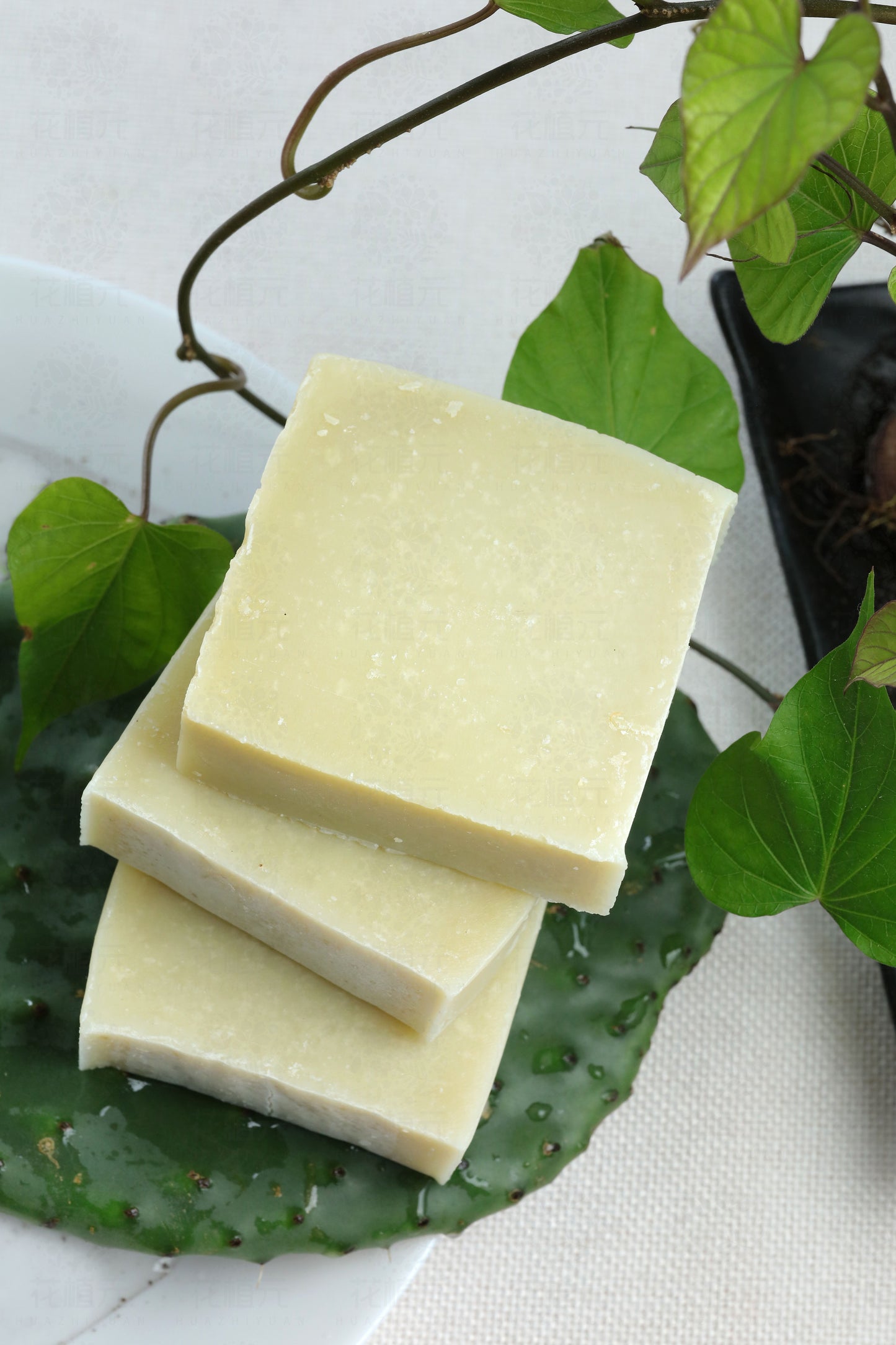 Cactus Soap