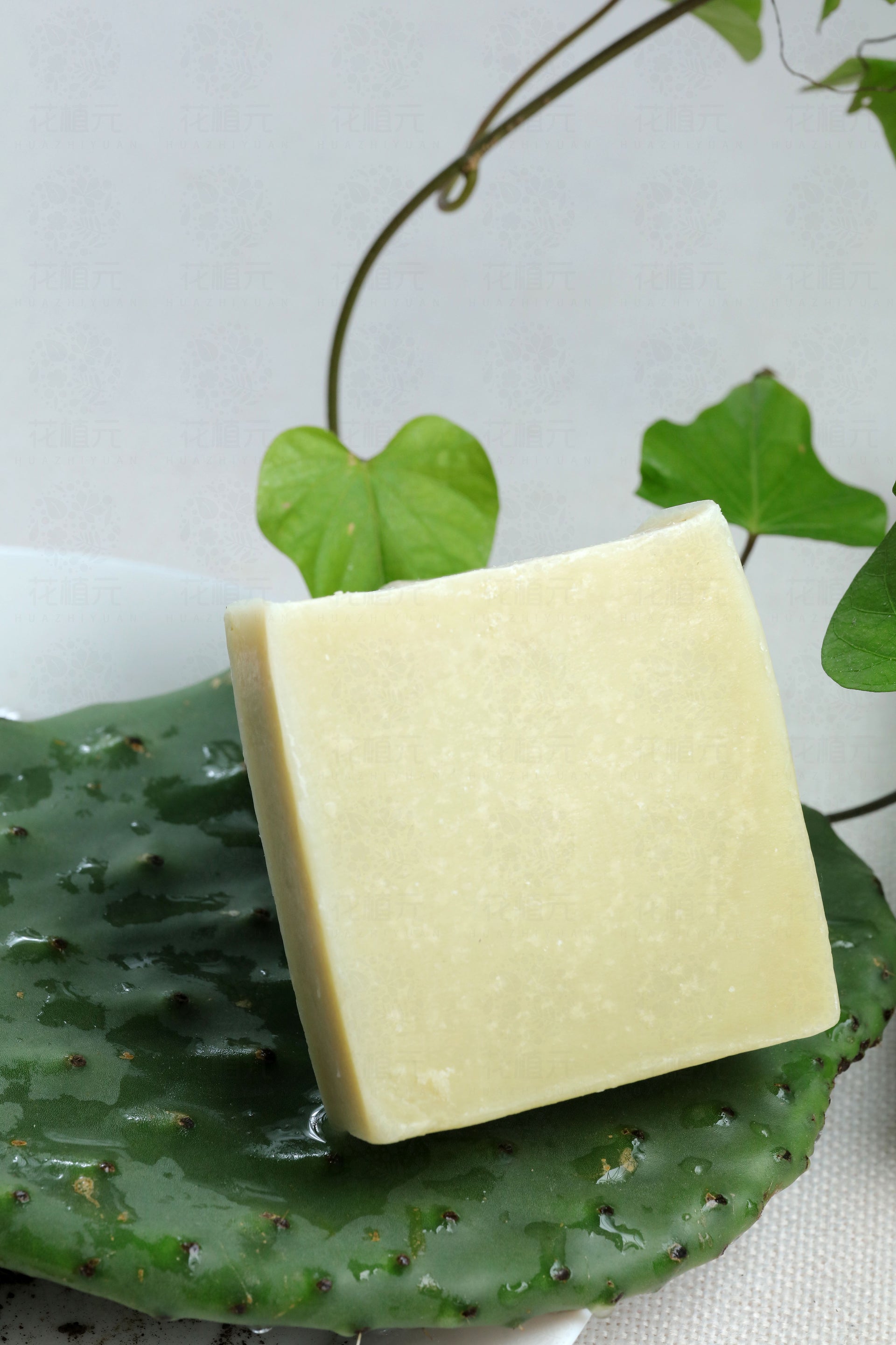 Cactus Soap – huazhiyuan